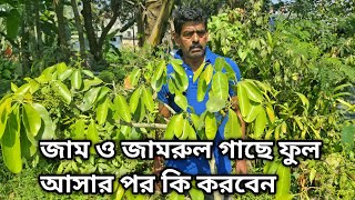 জাম ও জামরুল গাছে ফুল আসার পর কি করবেন