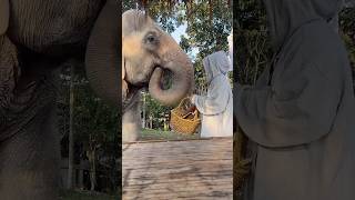 My favorite time of the day😍. Elephant feedings and spending with them🌱🐘 #animals #peace #travel