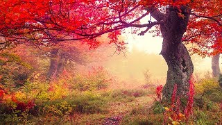 Relaxing Music, Reiki Healing Music, Meditation, Sleep Music, Calm Music, Zen,, Spa, Relax, ☯1934
