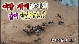 짱구여왕개미10마리로 개미군단 만들기!!! 농사짓는 얘는 처음보네ㅎㄷㄷ... [정브르]