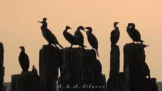 Большие бакланы - Phalacrocorax carbo (CORMORANT)