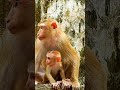 poor baby monkey lucie u0026 mommy luna. baby monkey minimonkey viralvideo shorts 0761