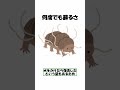 無敵のクマムシを倒す方法3選 shorts