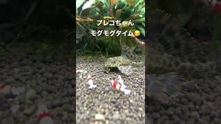 セルフィンプレコの食事(モグモグ)タイム