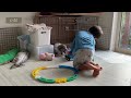 【生後2ヶ月】赤ちゃんシェルティの1日😊baby sheltie a day