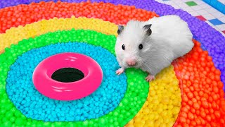 🐹 Hamster Escapes the Rainbow Maze [OBSTACLE COURSE]