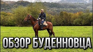 Жеребец, который удивил. Будённовская порода | Александр Обжерин