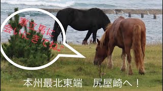 本州最北東端　東通村尻屋崎へ！寒立馬さんに会いにいってきた🐎　PR風