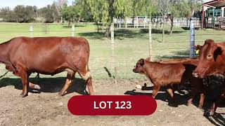 LOT 123