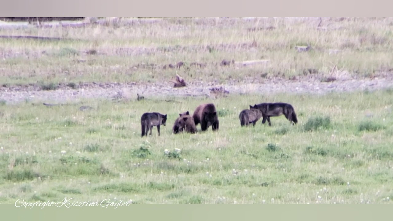 Grizzly Sow With Her Two Yearling Cubs Interactions With Wolves - YouTube