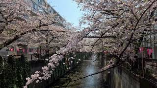 目黒川桜まつり 中目黒駅周辺 | Meguro River Cherry Blossom Festival around Nakameguro Station