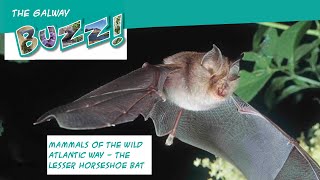 Mammals of the Wild Atlantic Way - the lesser horseshoe bat