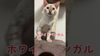 【子猫動画】ホワイトベンガル　生後4ヶ月！　アイドル 　ベンガル猫　ネコ　ねこ　#cat #bengalcat #ベンガル #ベンガル猫 #ベンガル子猫 #子猫 #bengal #猫