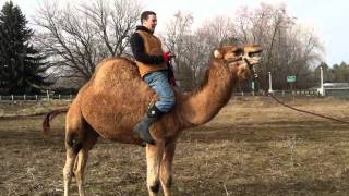 Angry Camel Ride, that groan though!