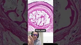 Finger under the miscroscope | Histology Made Easy | Smart in Media