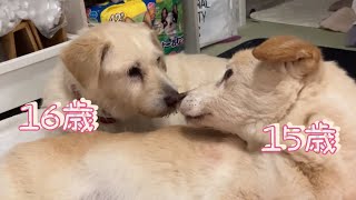 【16歳15歳犬】距離が近過ぎる老犬