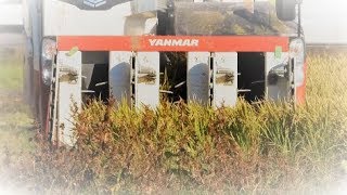 6条刈りヤンマーコンバイン・AG6100R・農村の何気ない秋の稲刈り風景2018 Japanese combine harvester