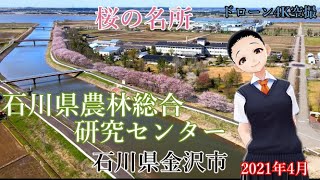 【ドローン４K空撮】石川県 金沢市 『石川農林総合研究センター』『内灘町河北潟農道』『桜満開の並木通り』