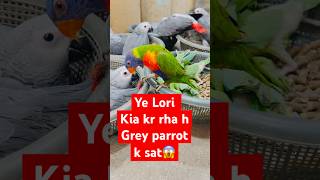 Itny sary Grey Parrots Babies😱 #Trending #foryou #trendingshorts #viralvideos #birdslover #bird #fb