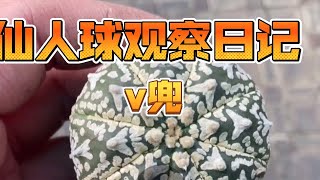 仙人球观察日记2-V兜【小新玩儿个球】