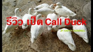 เป็ด คอลดั๊ก CALL DUCK เลี้ยงในไทยได้ ขาย ส่งได้ทั่วประเทศ JP HAPPY CHANNEL