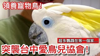 失心瘋！如何正確「領養」一隻寵物鳥？突襲「中華民國愛鳥兒救援協會」！太多鸚鵡無家可歸都想帶回家！【鸚鵡小木屋】