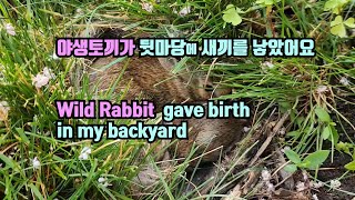 야생토끼가 뒷뜰에 새끼를 낳았어요  A wild rabbit gave birth under a tree in the backyard.#babyrabbit  #토끼새끼