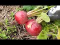 harvesting radishes พาเก็บผักแรดิช ผักปลอดสาร หวานกรอบอร่อย ปลูกง่ายให้ผลผลิตเร็ว เหมาะสำหรับมือใหม่