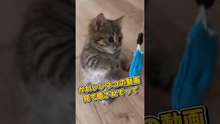 １分で癒やされるネコの動画5選#cat#cute#kitten#pets#猫#shorts