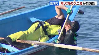 船のオールを足で操り、箱メガネ、たも網で…噴火湾のウニ漁、最盛期　北海道豊浦町