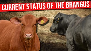 🔴 Current Status Of The BRANGUS CATTLE Breed ✅ #brangus