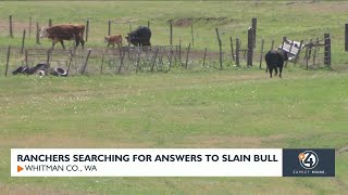 Whitman County ranchers looking for answers to slain, castrated bull