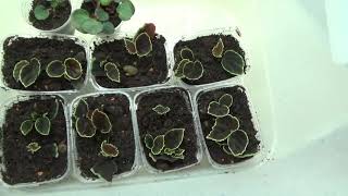 Begonia darthvaderiana результаты размножения.