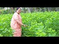 ನಮ್ಮ ಊರಿನ ತೋಟದ ಟೂರ್ village garden tour