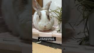 🐰 짧은영상 🐰 당근이 있었는데요 없어졌습니다 #Shorts