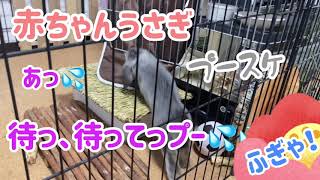 赤ちゃんうさぎプースケ.    あっ！？待っ、？待って！！ふぎぁ！？.      #74.  【ホーランドロップ】　【かわいい】