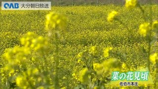 【大分】佐伯市で菜の花見ごろ