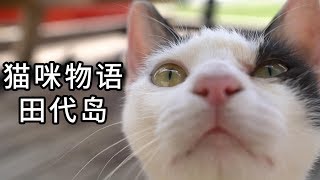 这座岛上猫比人还多，简直是天堂鸭！｜《猫咪物语》田代岛（上篇）