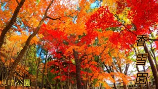 2020.11.05  4K 見晴公園 冬まじか紅葉の見頃になった香雪園