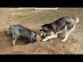 my husky digs a giant trench dirt to the face