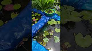 Day 84- ornamental shrimps tank setup \u0026 caring tips | shrimp farming