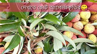 দিনাজপুরের লিচু।লিচু।দিনাজপুর লিচু বাজার।Dinajpur lichu।lychee।লিচু বাগান।Dinajpur lichu Bazar