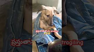 నేను చిన్నప్పుడు నుంచి స్ట్రాగిలింగ్ అండి..🤣#doglover  #funnyvideos#funny #telugucomidy#comedy#food