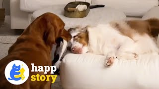 This Dog Wakes Up Her Deaf Brother When Their Parents Come Home! 🐶❤️| HAPP