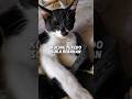 kucing tuxedo suka rebahan. #kucing #kucingjalanan #kucinglucu