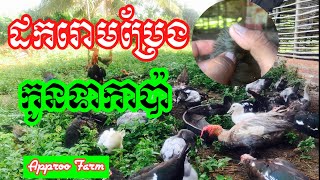 Taking care of ducklings! តើត្រូវដកប៉ុន្មានដង? ហេតុអ្វីចាំបាច់ត្រូវដក? របៀបដករោមប្រែងកូនទាកាប៉ា!