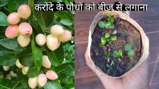 How to grow Karonda from seed | करोंदे के पौधों को बीज से लगाना और उनकी देखभाल