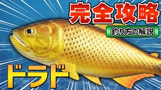 【あつ森】ドラドの魚影・出現条件・釣り方のコツ徹底解説【図鑑付き】