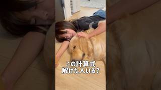 大型犬と一緒に眠る日々は最高でしかない#ゴールデンレトリバー #ゴールデンレトリバーのいる生活 #大型犬のいる生活 #大型犬と子供 #shorts