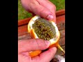 opening a granadilla fruit